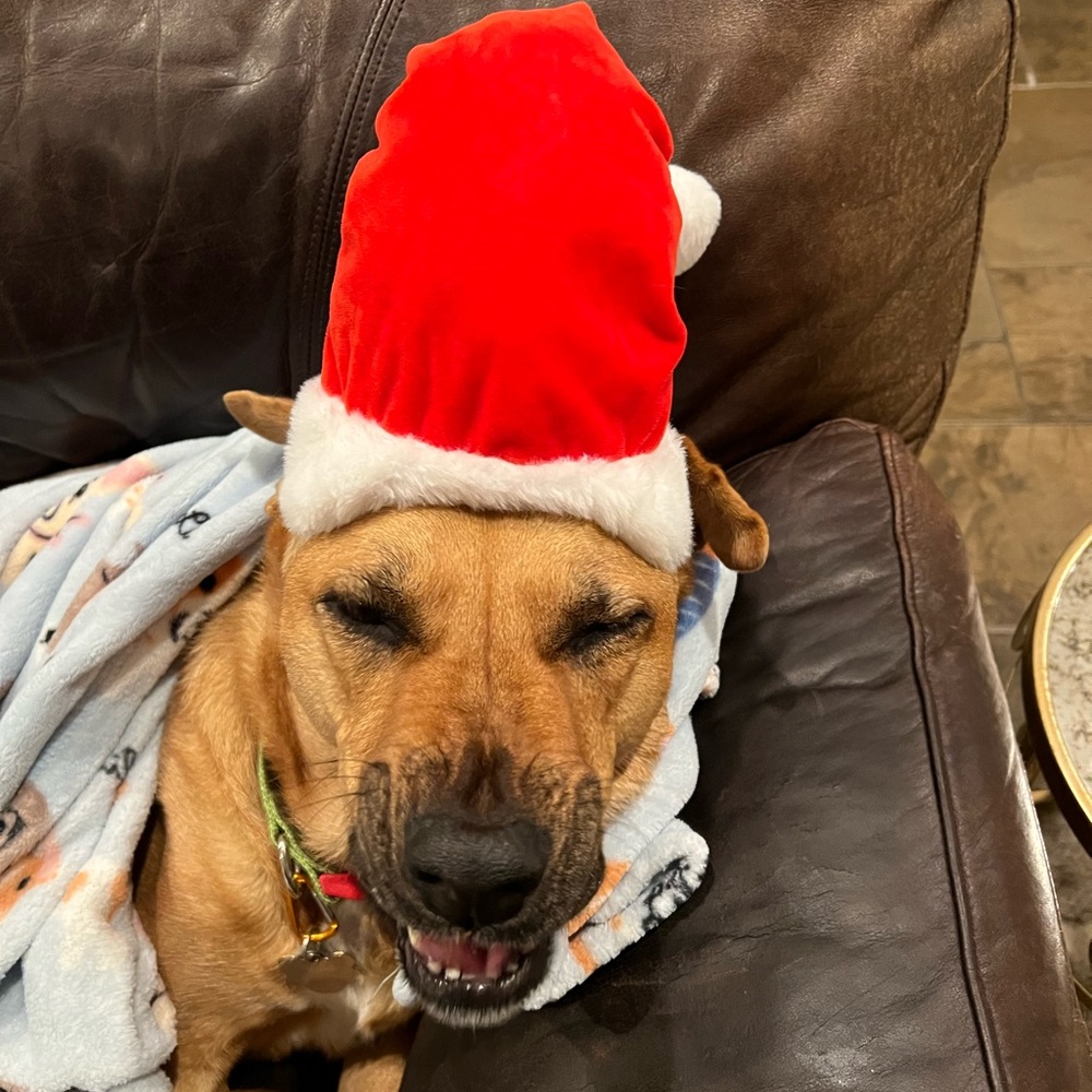 12/8 Xmas
